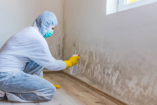 Licensed Black Mold Removal service in Allenwood, NJ - WQB Mold Removal
