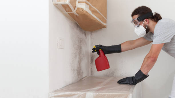Professional Black Mold Removal technician working in Allenwood, NJ