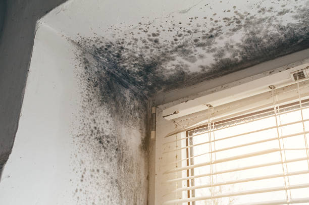 Affordable Black Mold Removal solutions in Allenwood, NJ